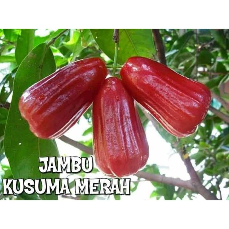 jambu air kusuma merah manis