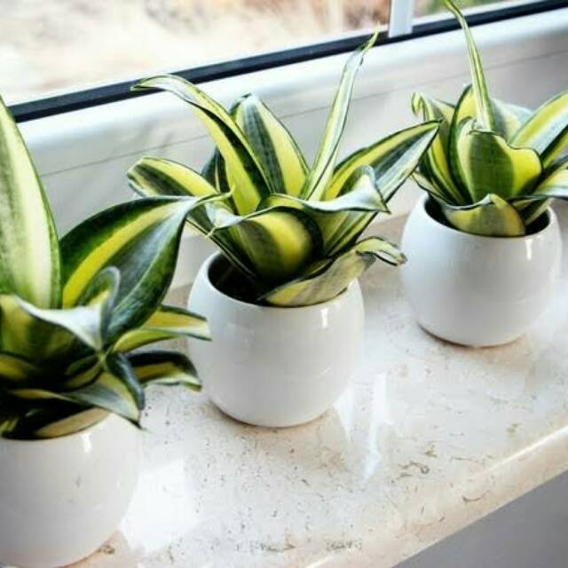  Tanaman  Hias Lidah  Mertua  sanseviera pot porselen 