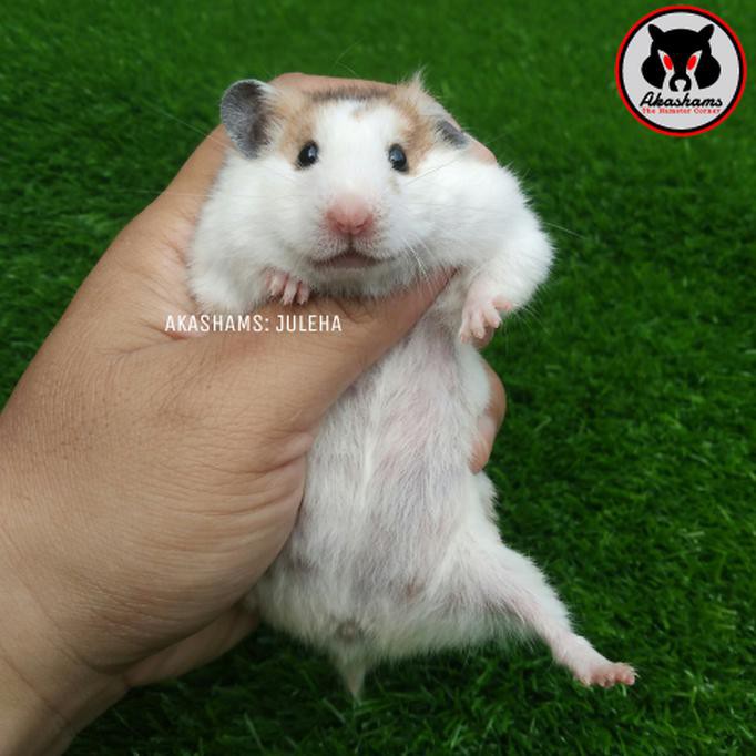Hamster Syrian Betina siap kawin (Gosend)