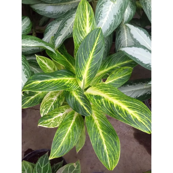 tanaman hias blanceng golden