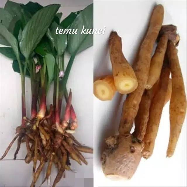 Gambar Bumbu Dapur Temu Kunci