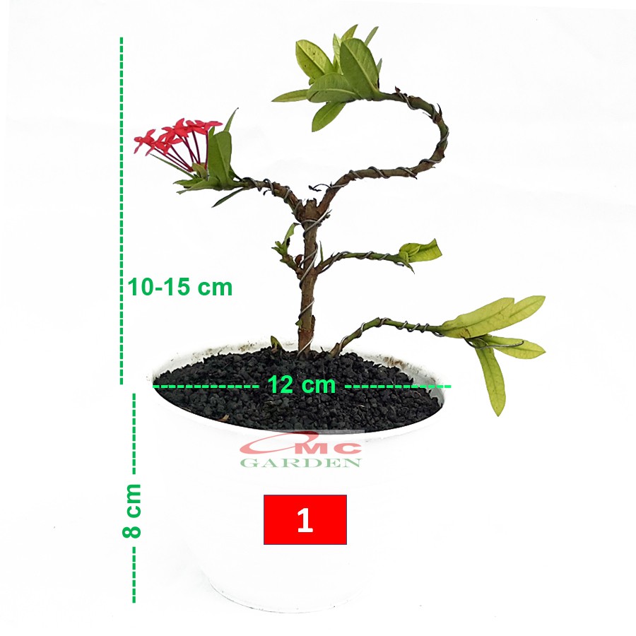 Tanaman Hias Bonsai Bonsae Mame Soka Mini Asoka Jepang Ixora Merah