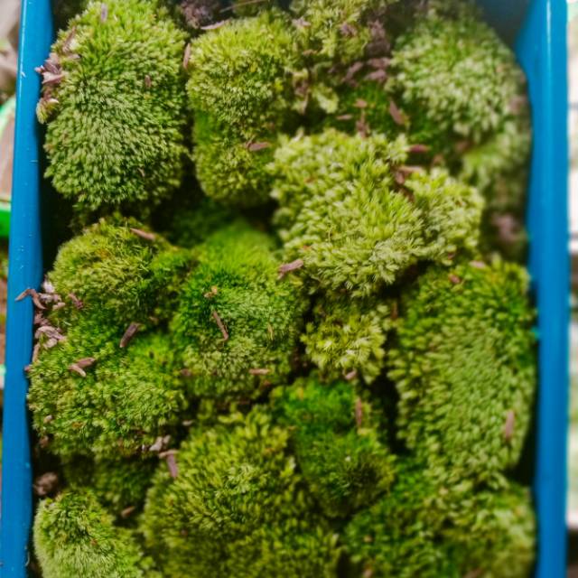 Moss Darat Pillow (pernampan)