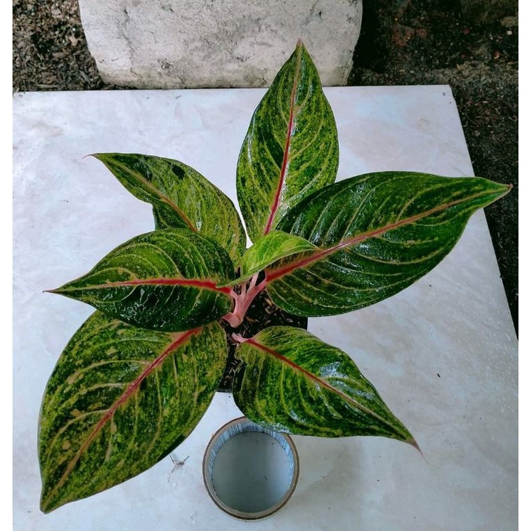 Aglonema Murah Anakan Red Imelda Best Seller