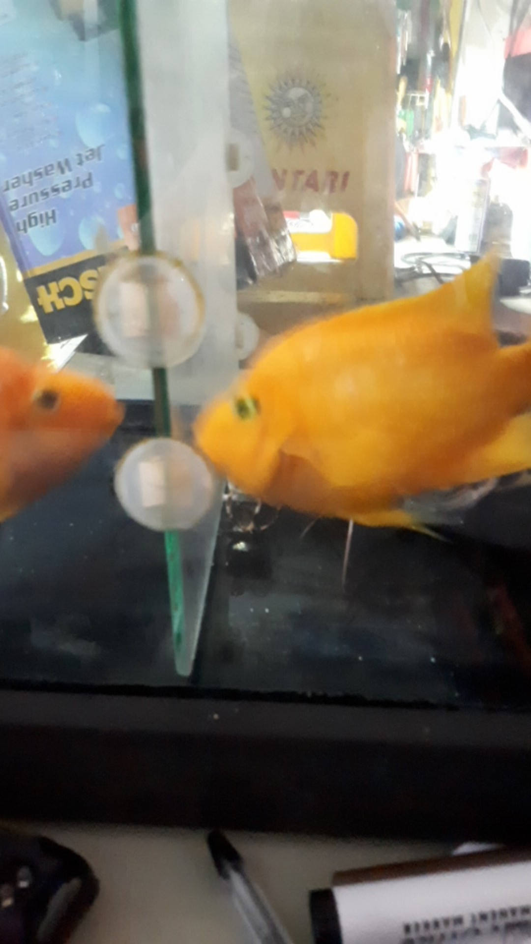 Shaft Seal Compressor Model 6p Rata