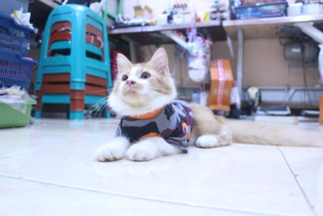 Kaos army dasar warna orange lucu untuk kucing dan anjing / baju kucing murah size S M L XL