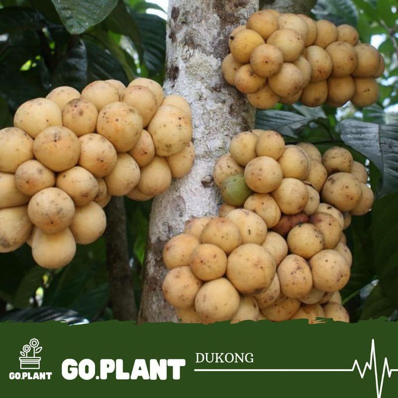 BIBIT DUKU TANPA BIJI / DUKONG cepat berbuah