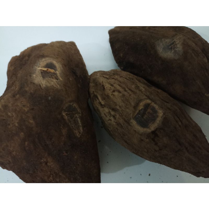 (Bisa COD) Bongking Gaharu Buaya 1000% Asli Kalteng 1kg Alami