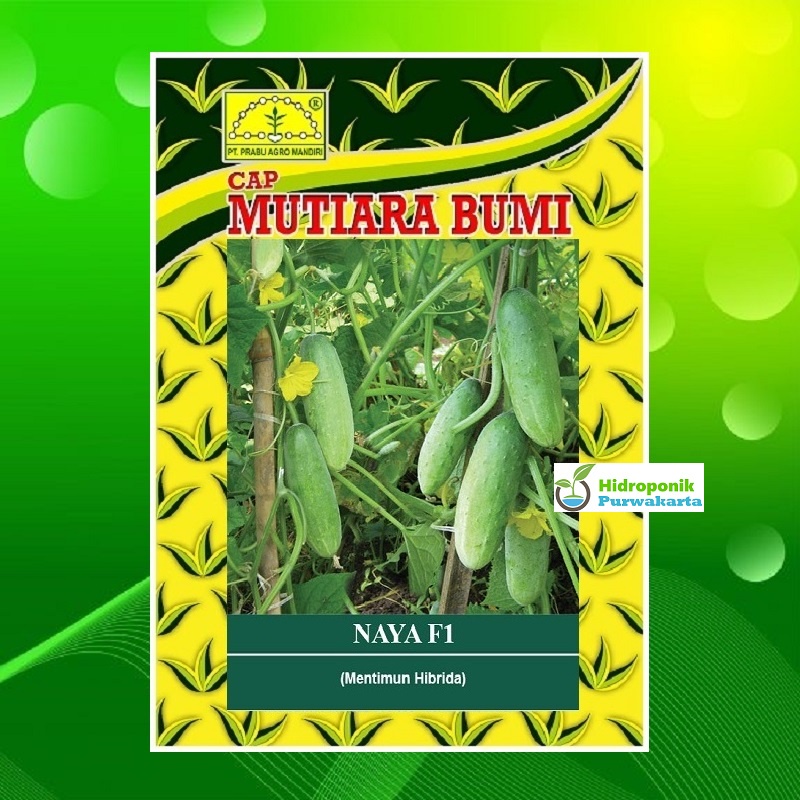 Benih Timun Lalap Mentimun Naya F1 Cap Mutiara Bumi Isi 20 Gram