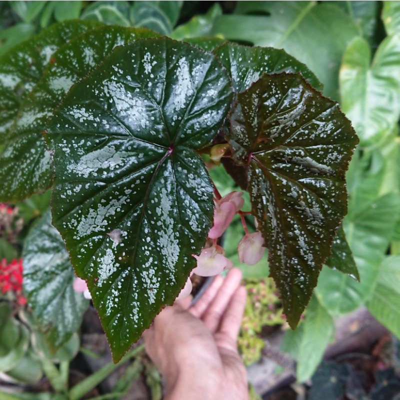 Begonia U168 Shopee Indonesia