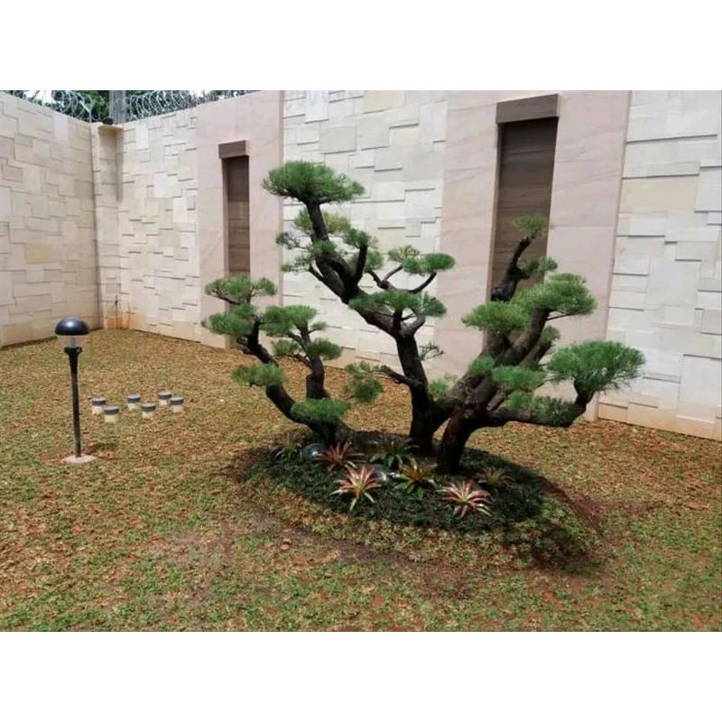 tanaman hias kucai mini - tanaman kucai