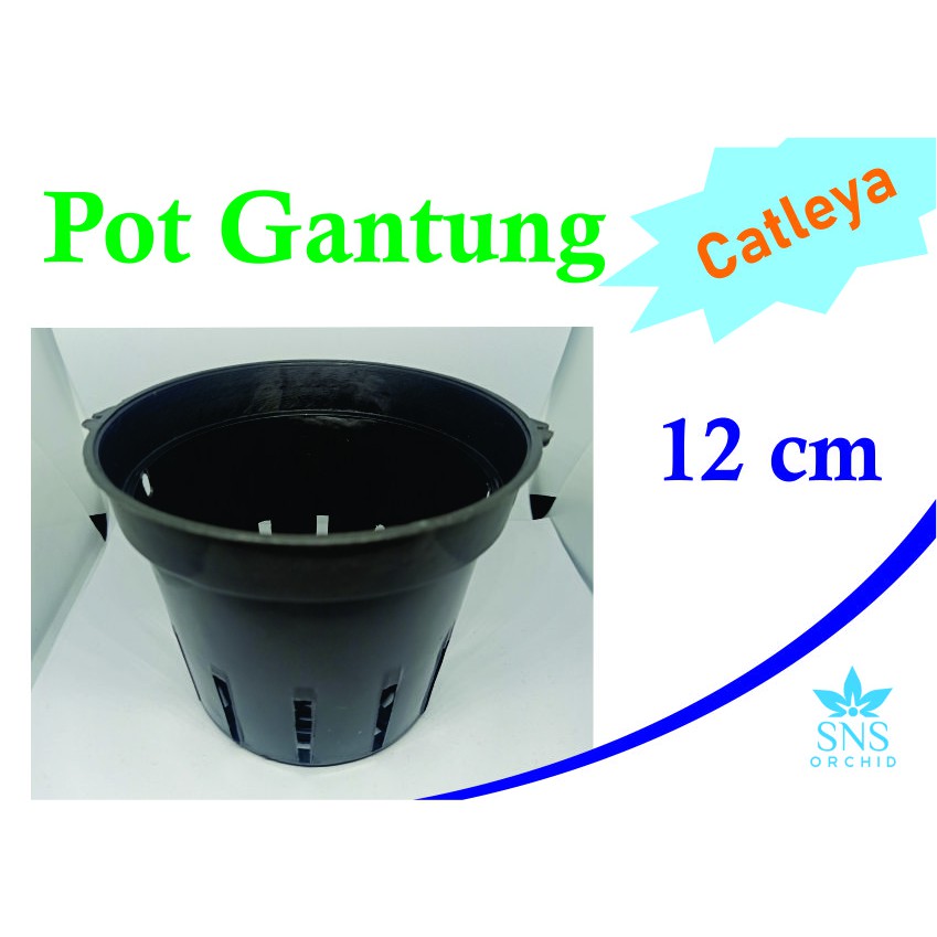 Pot gantung 12 cm anggrek catleya bunga Dendro diameter plastik bulat hitam cattleya Bulan Vanda