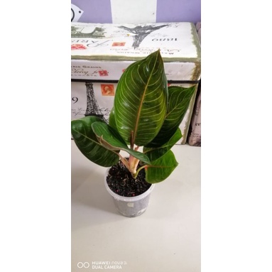 Aglaonema Black Moonlight