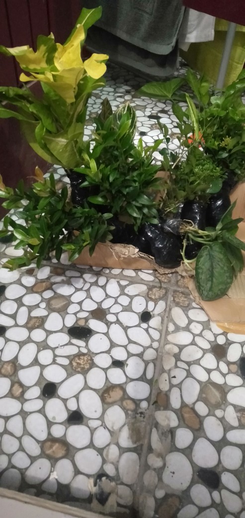 Tanaman Hias Bunga Asoka Jepang