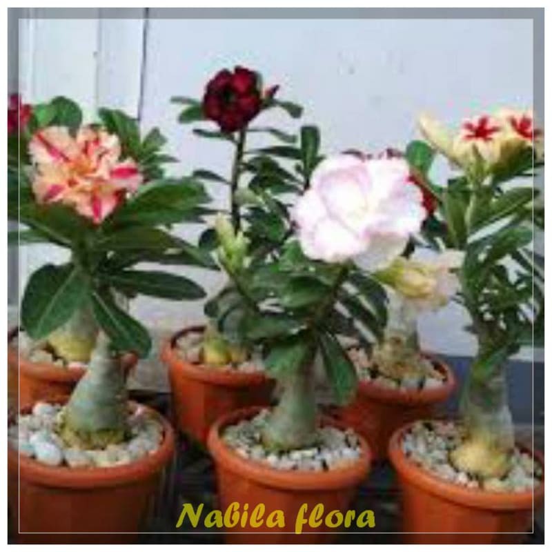 Sepaket bunga adenium murah