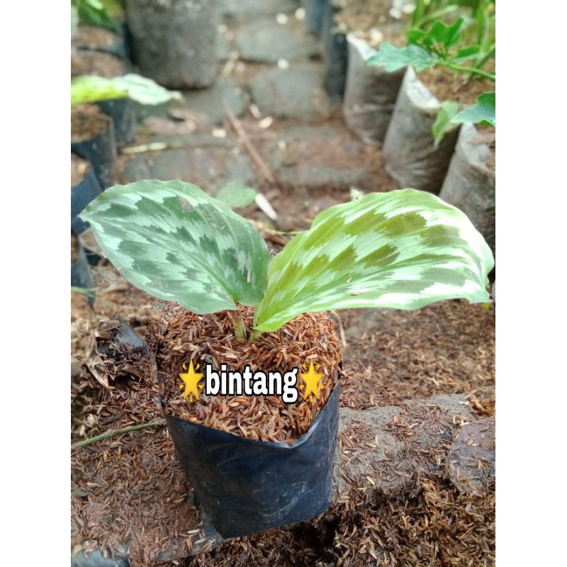Tanaman hias calathea bulu merak-calathea bulu merak
