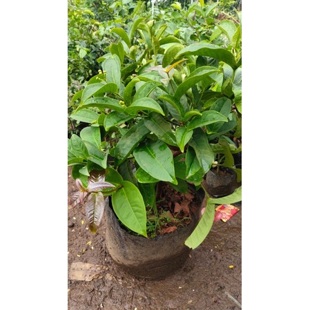 pohon jambu air kancing rimbun sudah berbuah atau sudah berbunga pohon buah tabulampot