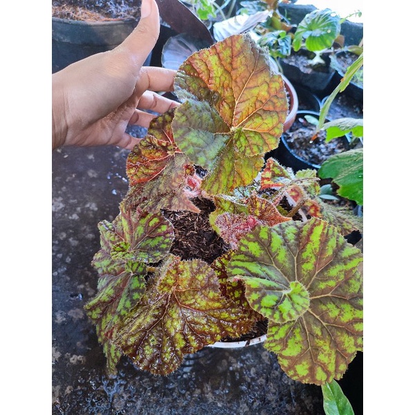 tanaman hias begonia keong madu besar