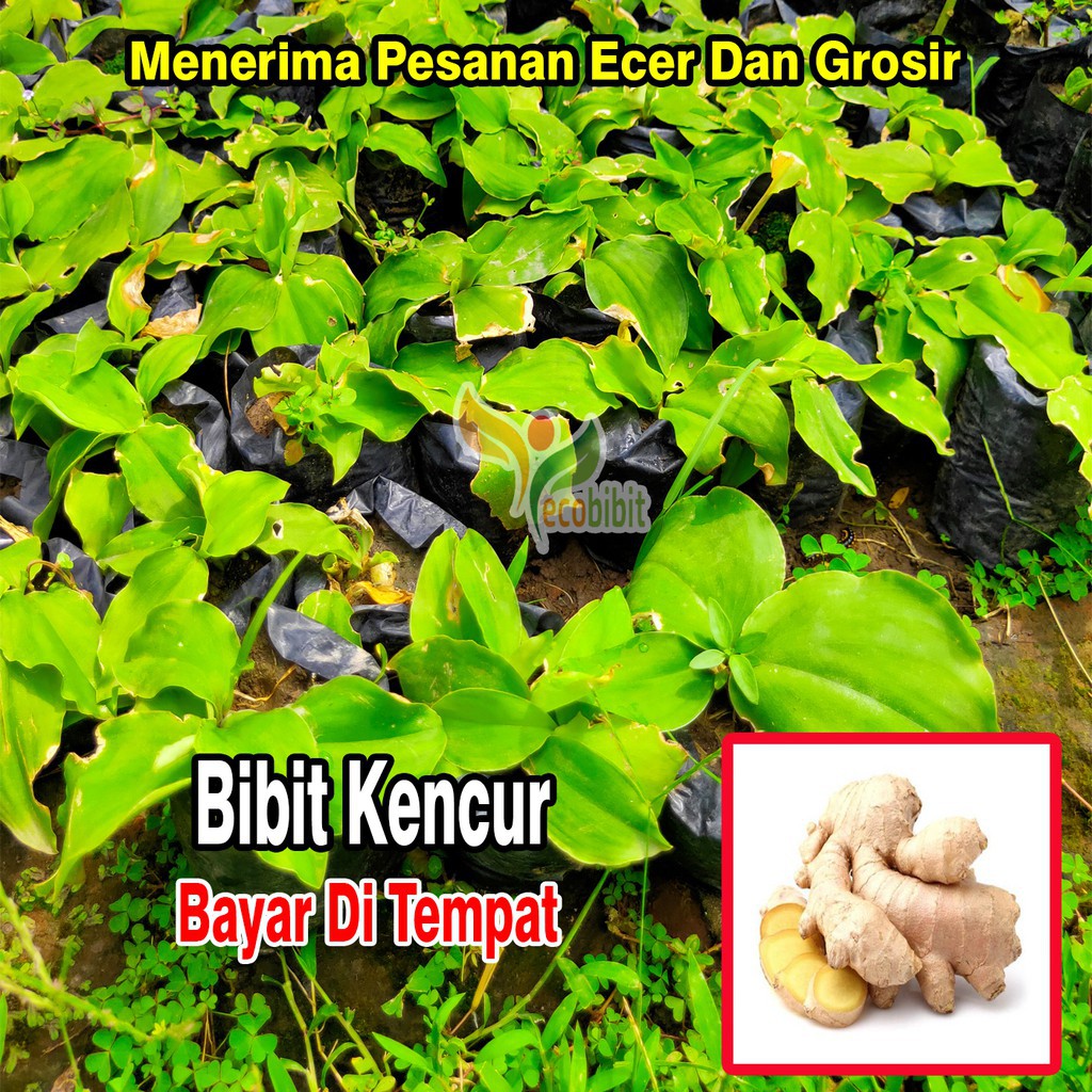 Bibit Tanaman Kencur Gajah Bibit Tanaman Kencur