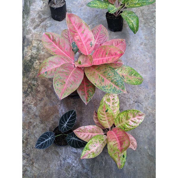 paket aglonema bigroy rumpun alocasia black Velvet