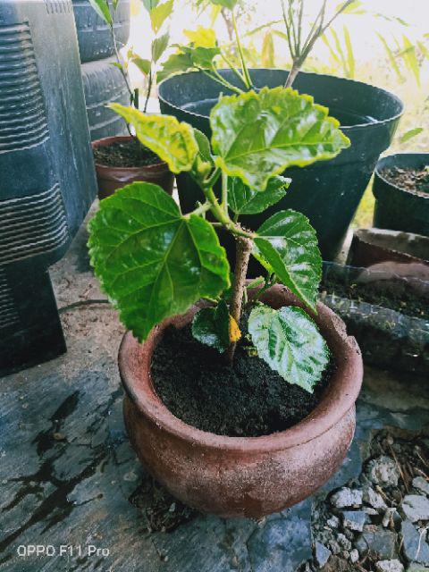 Hibiscus Pink Tissue