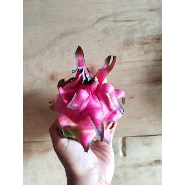 

buah Naga fresh/kiloan/grosir