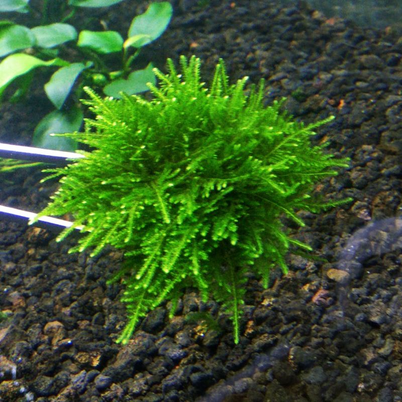 Tanaman Aquascape Wabikusa Moss Erect anchor low co2 low light