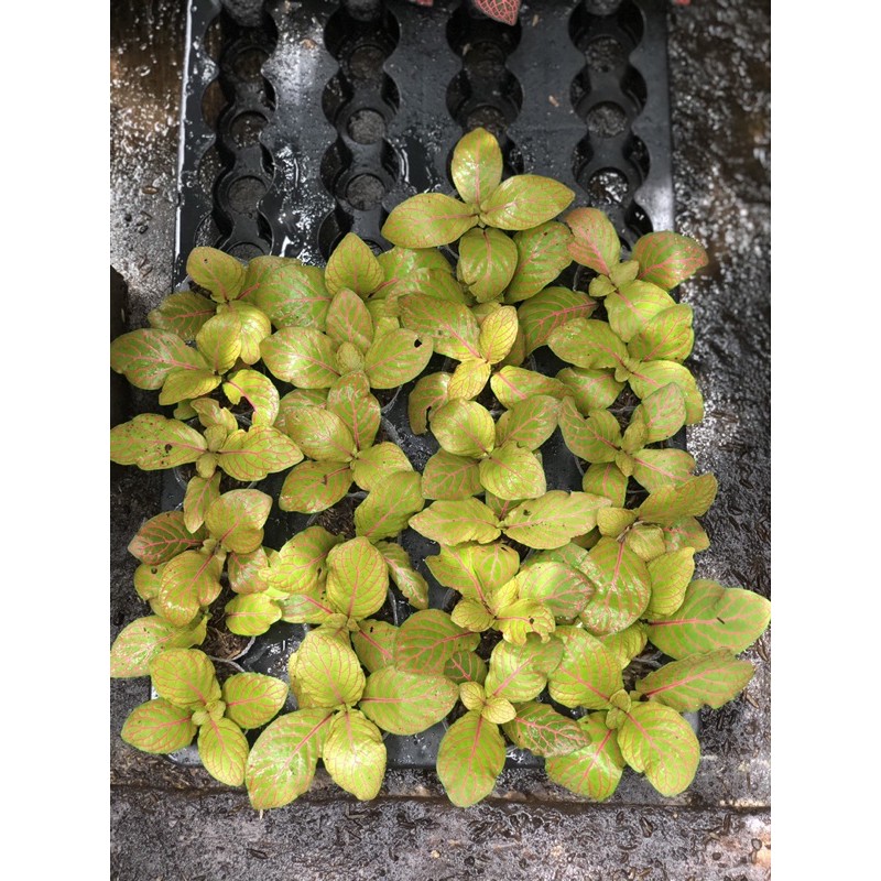 FITTONIA KUNING RED ANNE PREMIUM - BAKUL KEMBANG