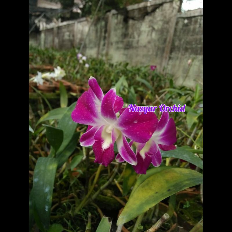 Anggrek Dendrobium Ersakul Sonia