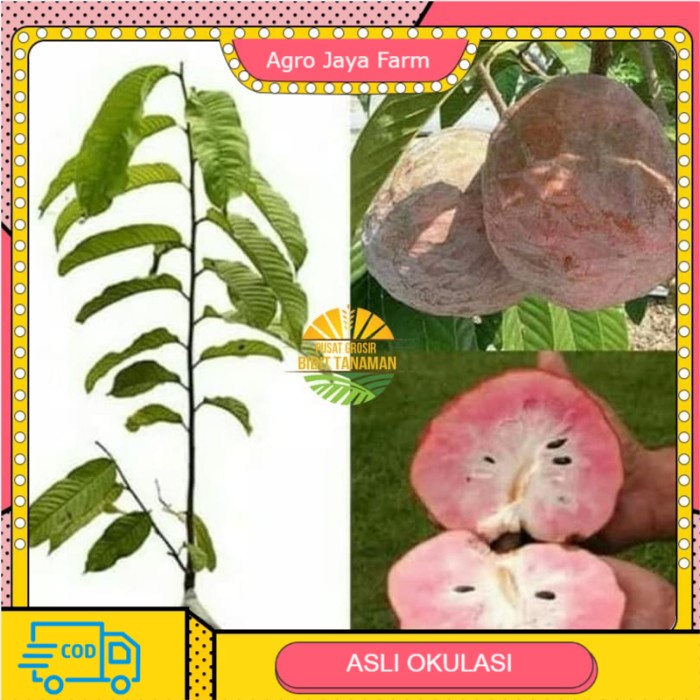 Bibit sirsak merah
