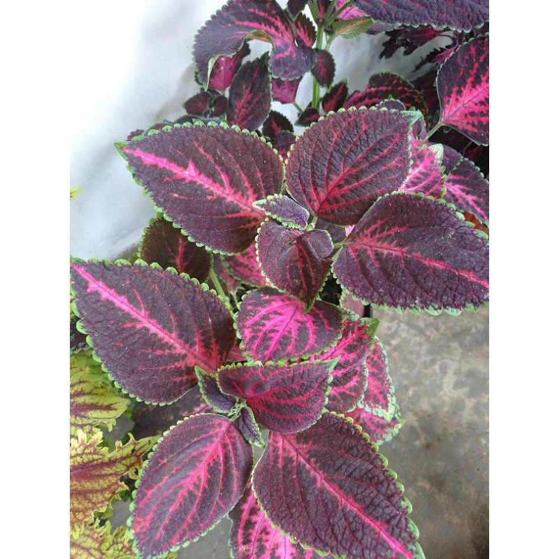 miana / tanaman hias / bunga miana / bibit miana