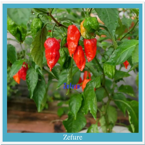 Bibit Cabe But Jolokia Benih Biji Cabe Super Pedas