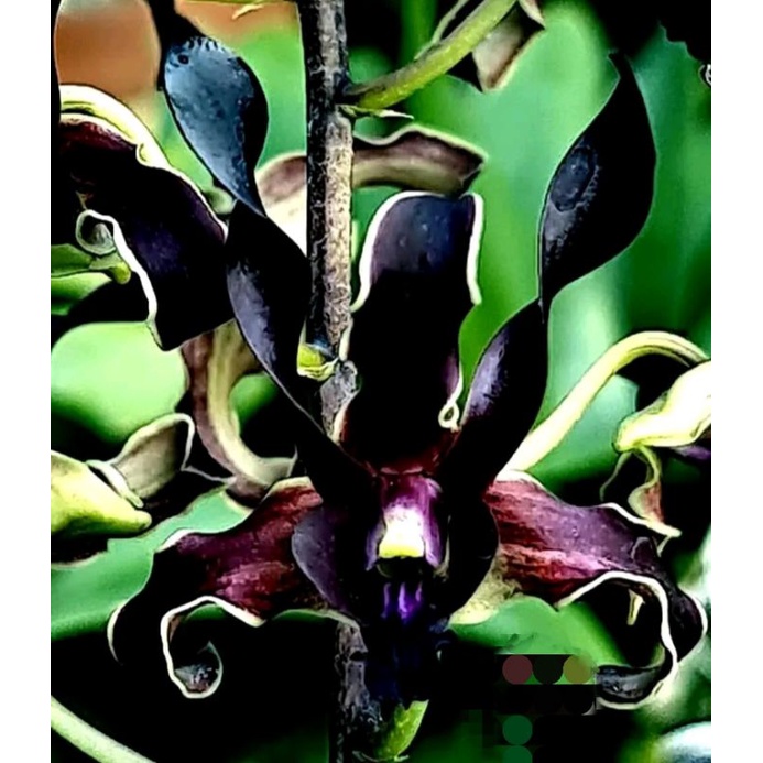Dendrobium black viper