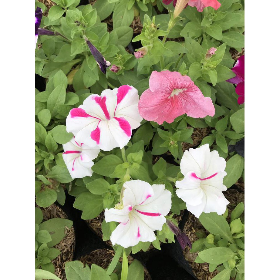 BIBIT TANAMAN BUNGA PETUNIA FREONG