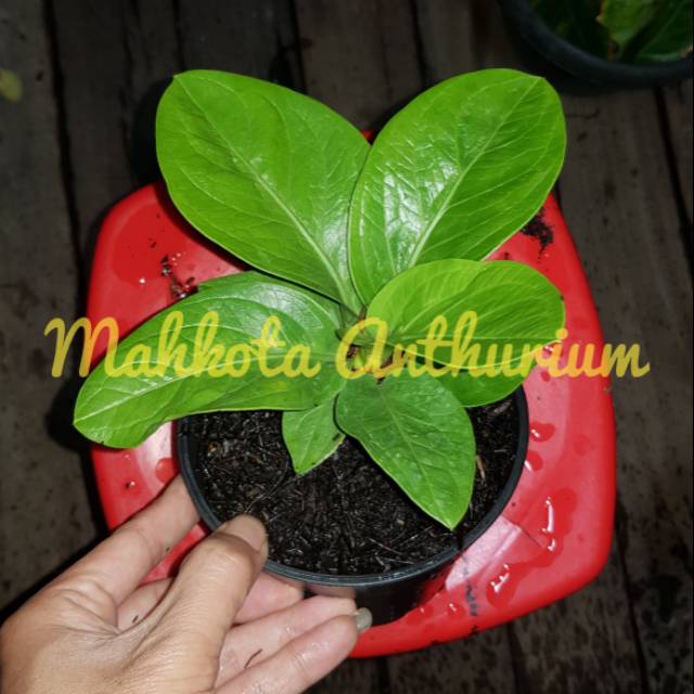 Anakan jemani alcapone