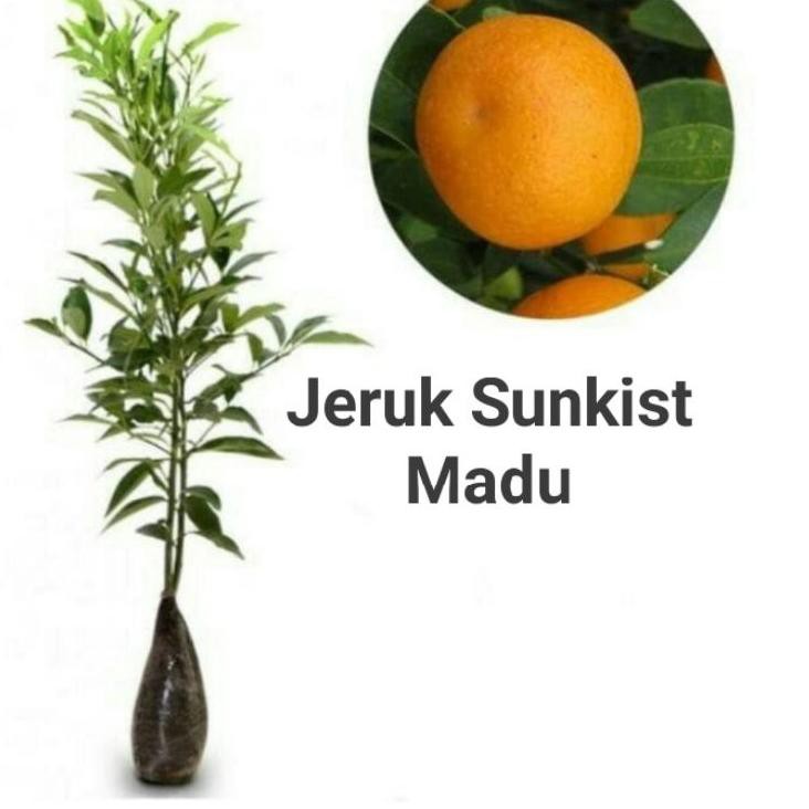 BAQ» jeruk Sunkist madu T90 ✅