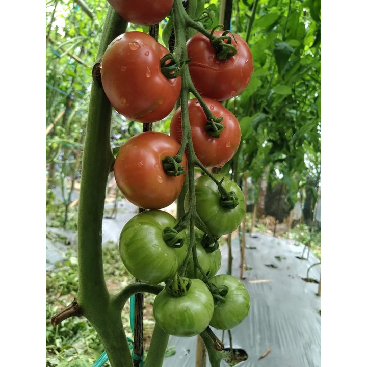 Benih Bibit Biji - Tomat Early Yellow Stripe Tomato Seeds