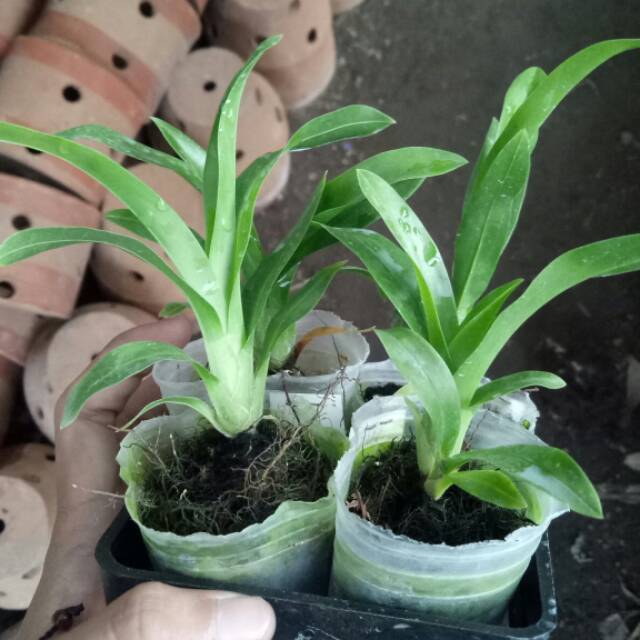 Seedling gramma scriptum