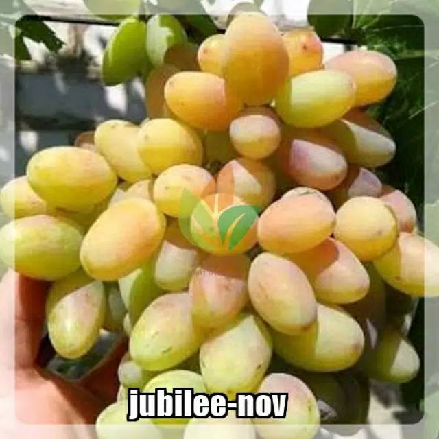 Bibit anggur impoert jenis jubilee nov