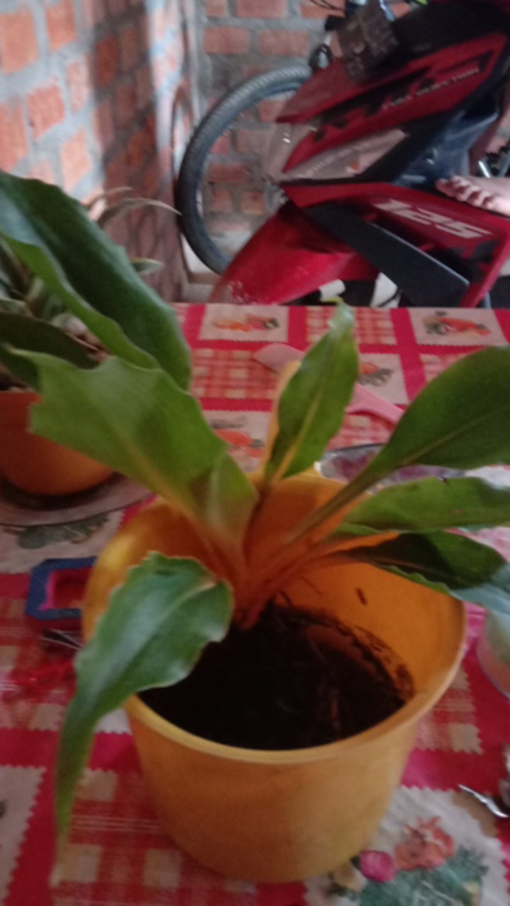 Tanaman  Hias Palisota/malisota