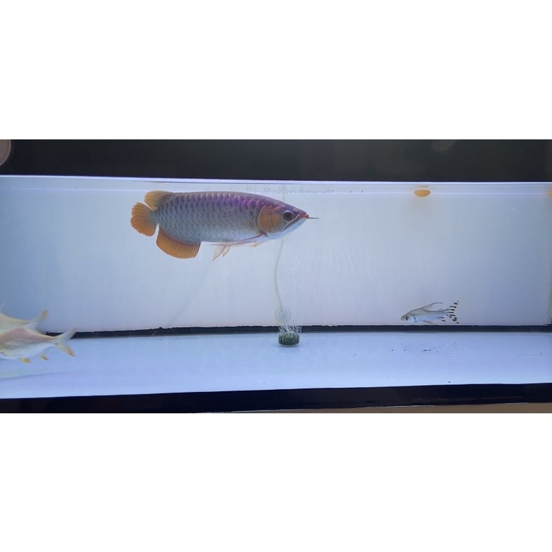 Arwana Super Red 35cm