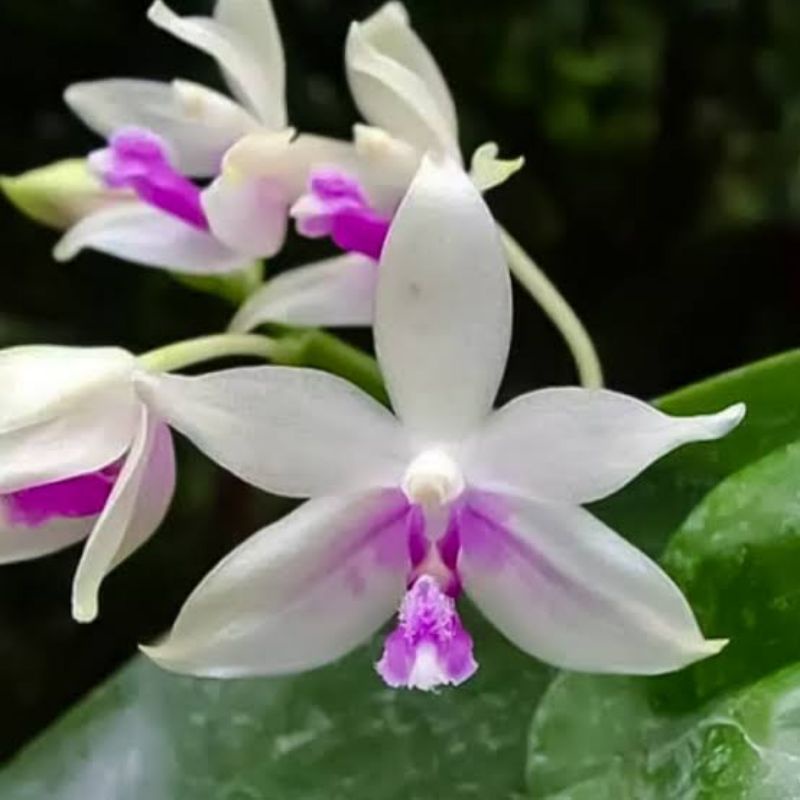 Anggrek phalaenopsis fimbriata | Bunga harum