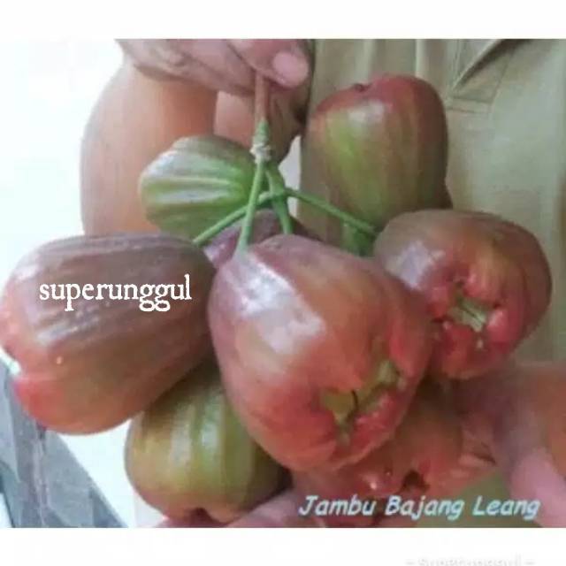 bibit jambu air bajangleang superunggul