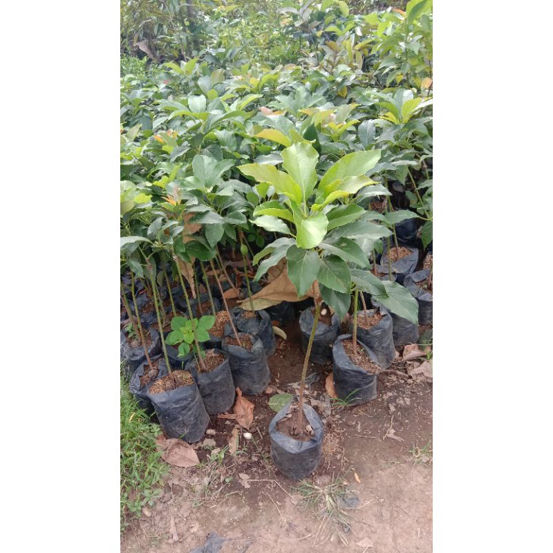 bibit alpukat markus ukuran 1 meter