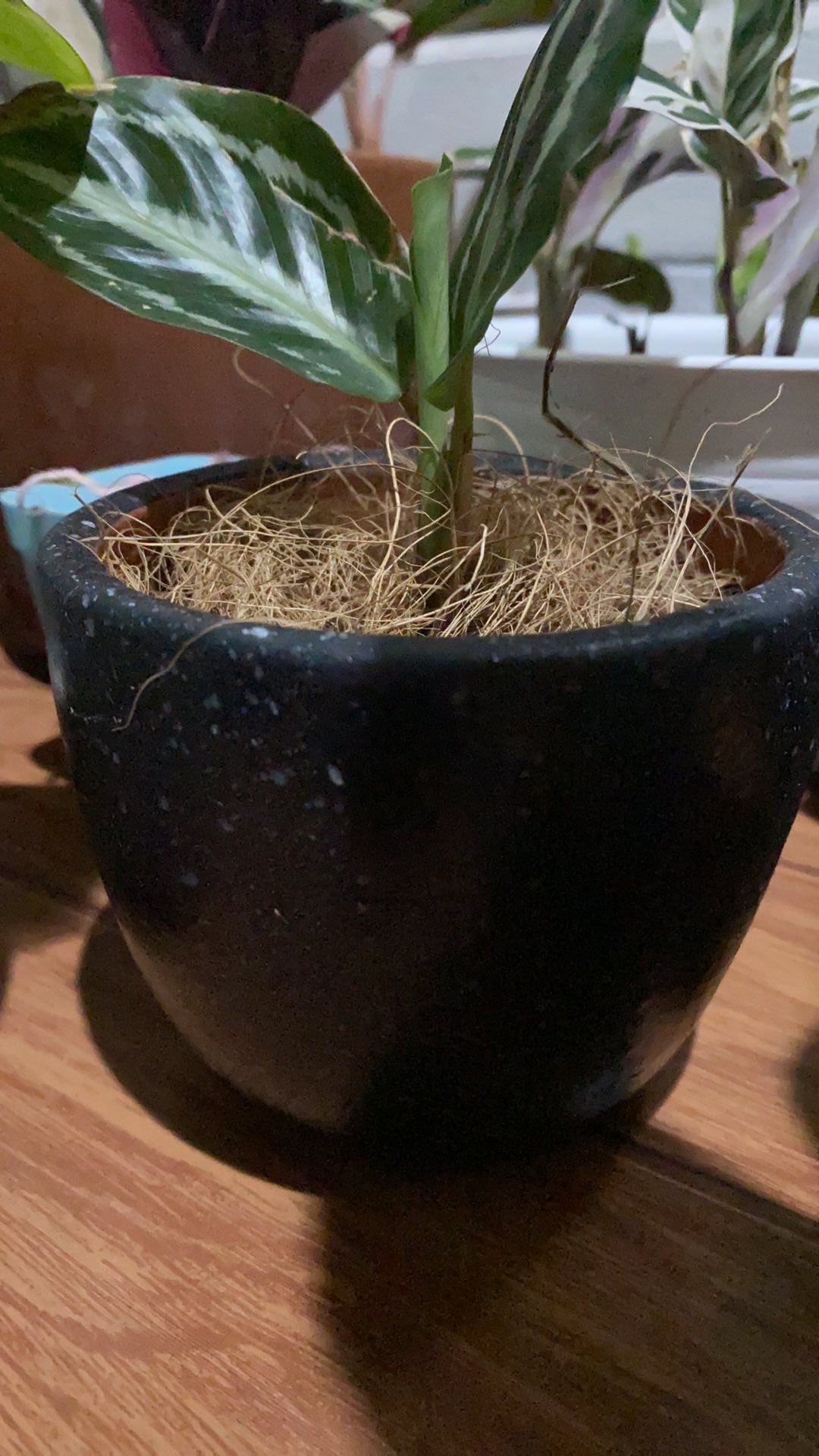 Pot Putih Corak, Pot Hitam Corak, Pot Motif, Pot Bintik, Pot Putih Dan Hitam, Pot Gerabah