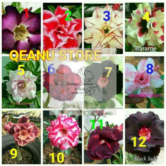 Paket 12 Bibit Bunga Adenium Bunga Taman Indah