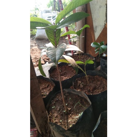 bibit jambu jamaika