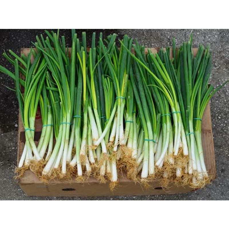 

daun bawang /bawang daun