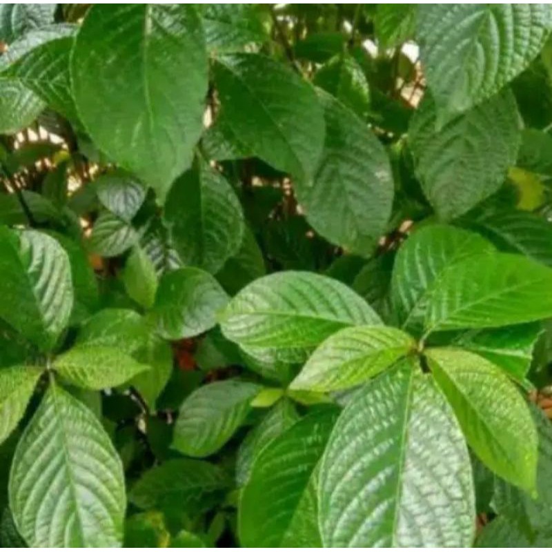 

daun kejibeling herbal per 10 lembar