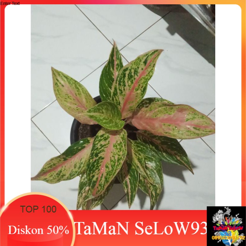 Indukan aglonema butterfly